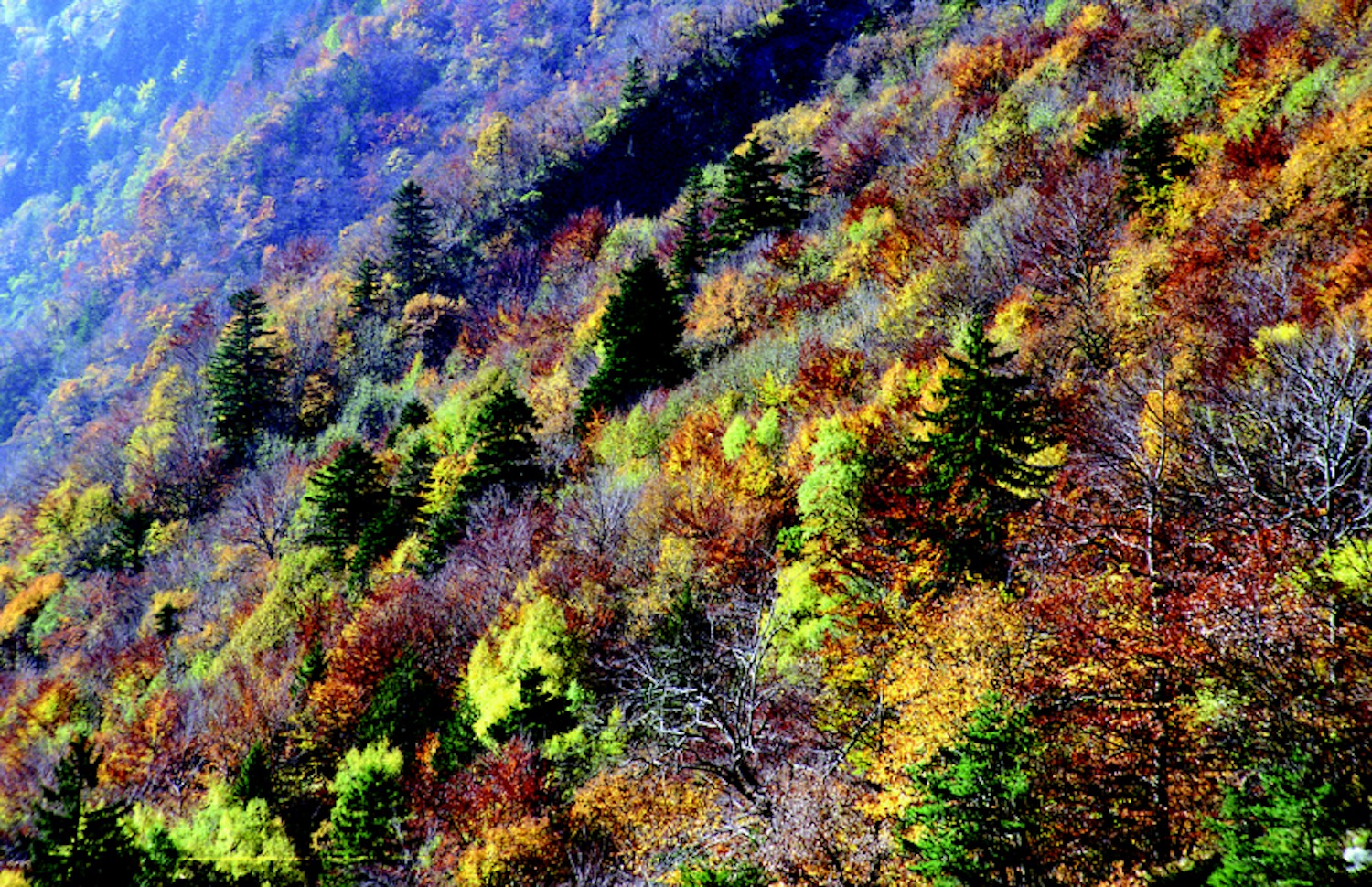 Mountain forests